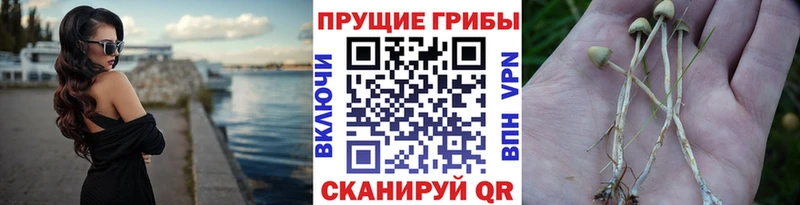 Псилоцибиновые грибы Cubensis  где купить наркотик  Хилок 